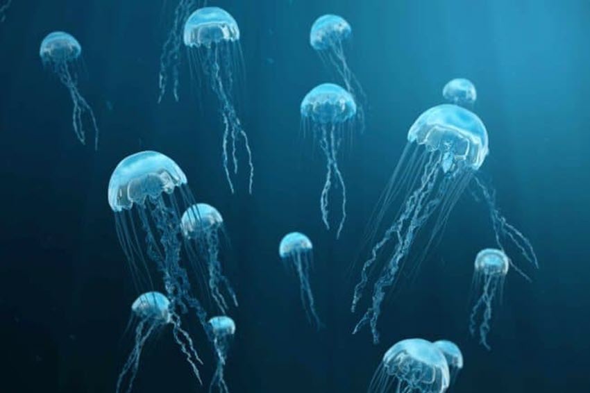 Jellyfish floating in ocean