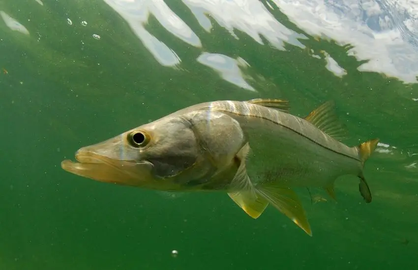 Florida Saltwater Fish Size Limits