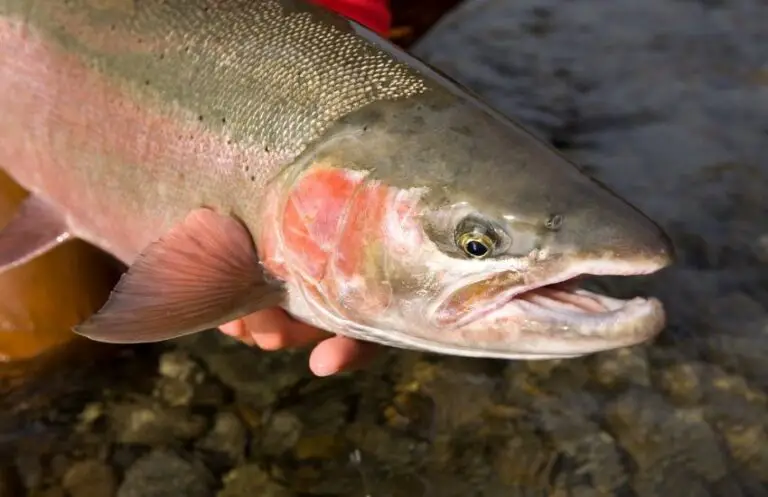 5 Best Steelhead Rigs for Bank Fishing And Bobber Fishing