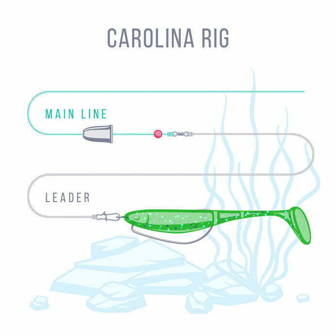 carolina rig for red drum