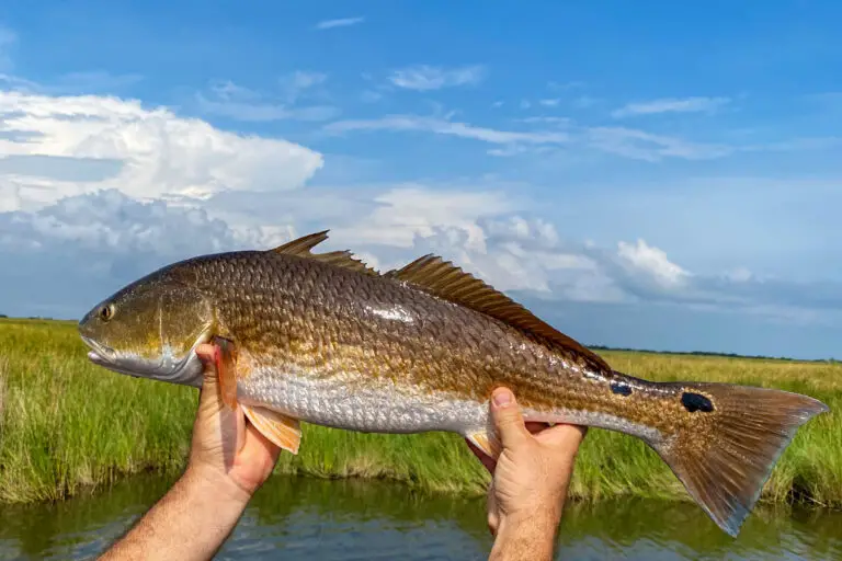 Redfish Surf Fishing Rigs: Tips and Techniques for Successful Fishing