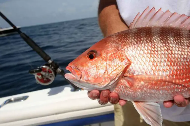 Alabama Saltwater Fishing Regulations [2023]: Top 33 Game Fish