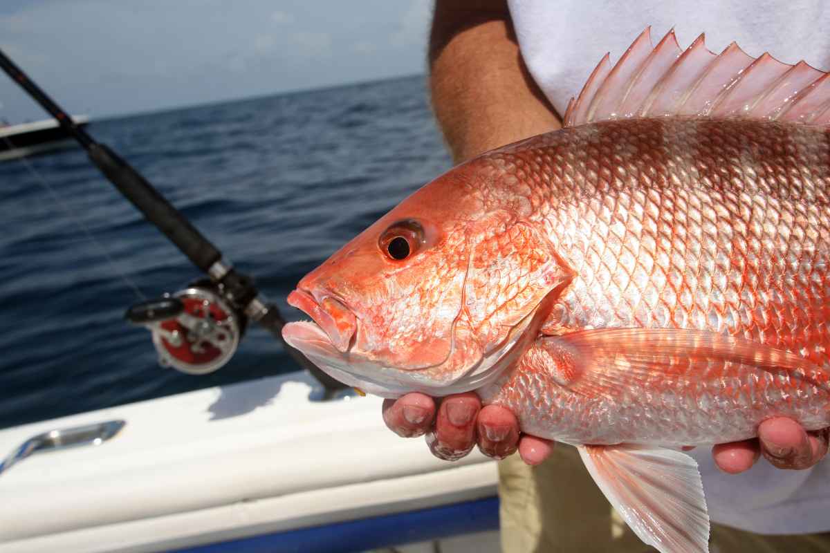 Alabama Saltwater Fishing Regulations