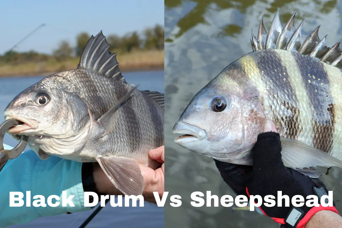 Black Drum Vs Sheepshead