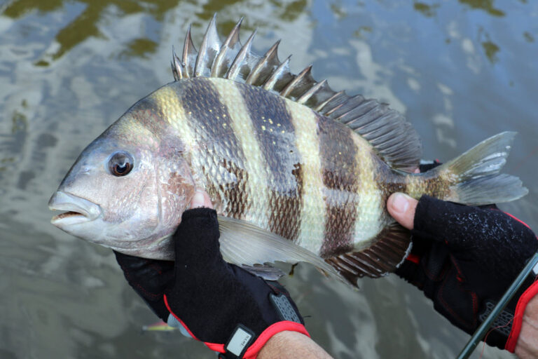 Sheepshead Size Limit: What You Need to Know Before You Go Fishing