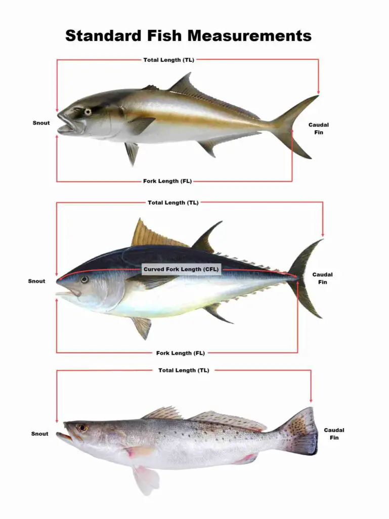 Standard Fish Measurement