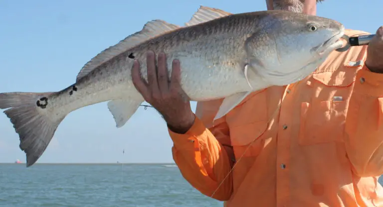 Texas Redfish Limit: How to Stay Compliant and Enjoy Your Catch