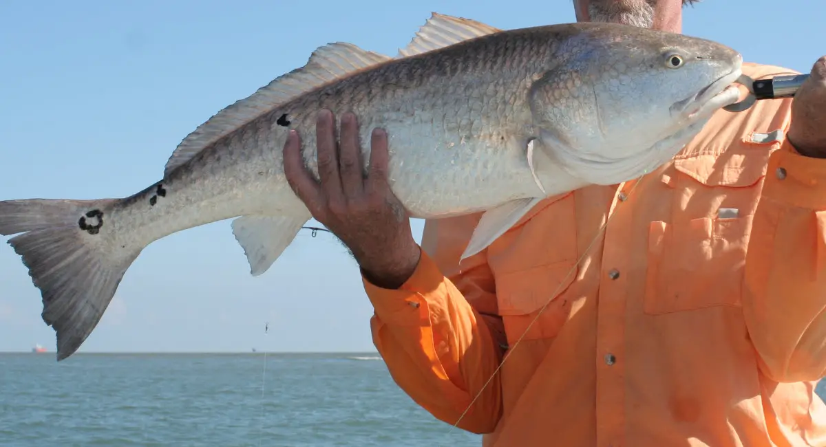 Texas Redfish Limit