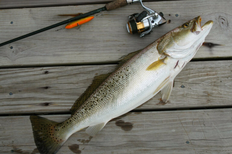 Texas Speckled Trout Limit: Catch Your Limit With These Top Tips