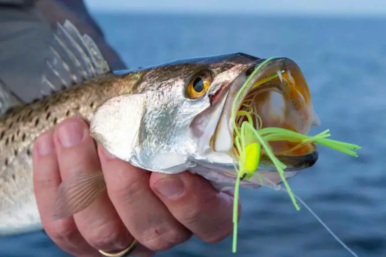 Virginia Saltwater Fishing Size Limits [2023]: Top 37 Game Fish