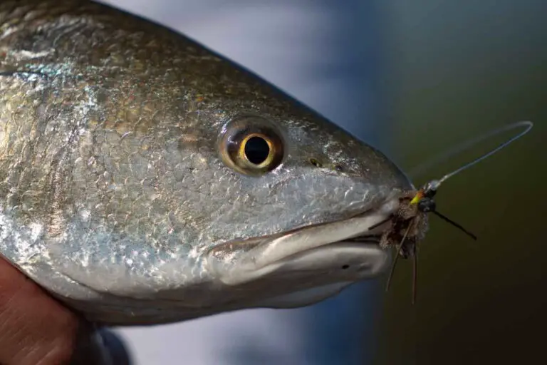 Louisiana Saltwater Fish Limits [2023]: Top 48 Game Fish