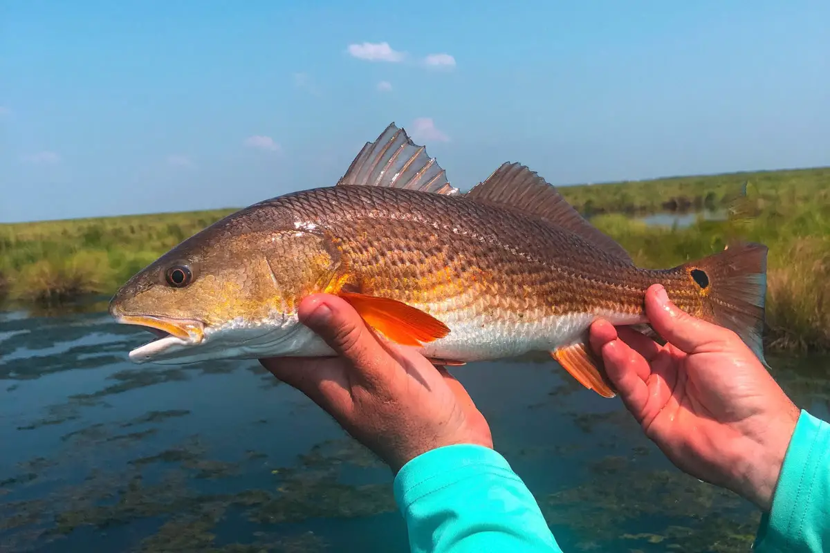 redfish size limit florida
