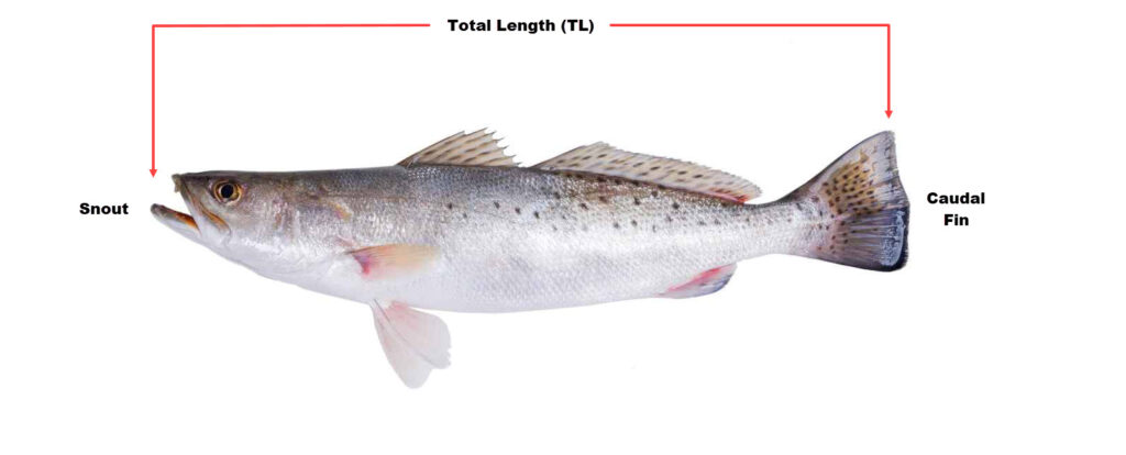 Total Length Fish Measurement