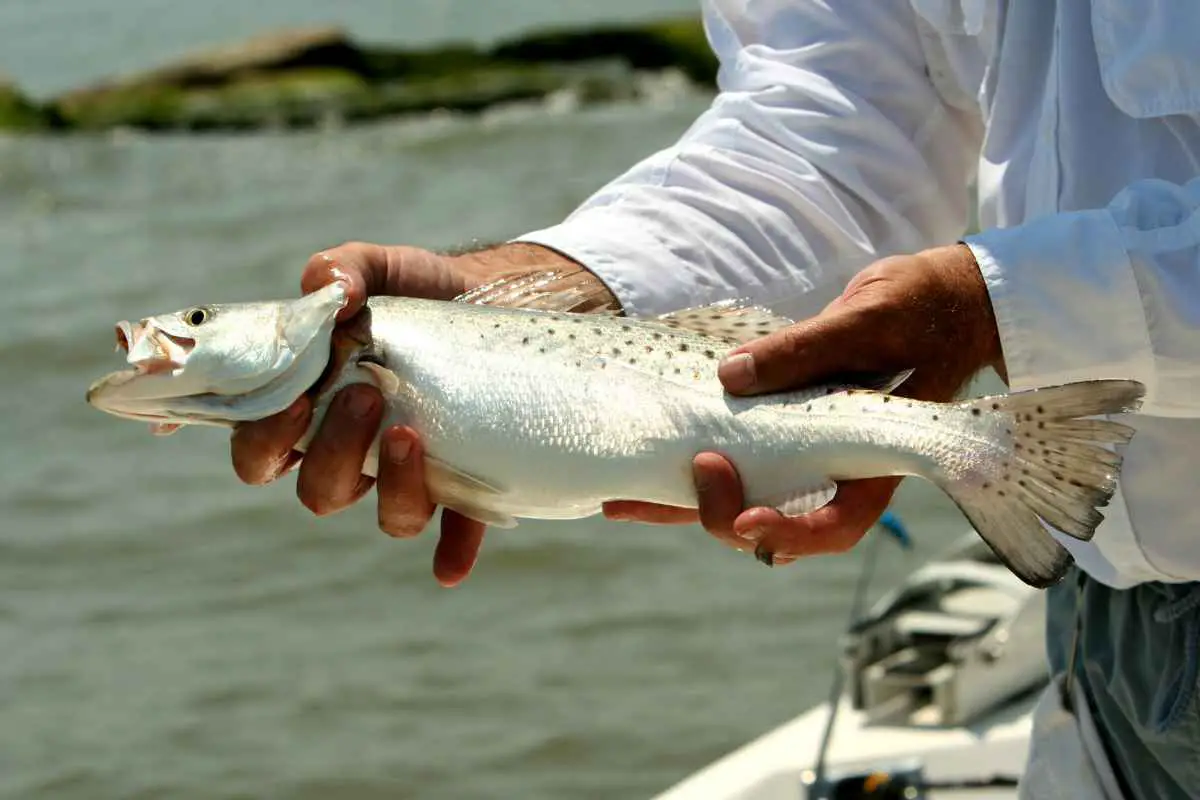 Rigging for Speckled Trout