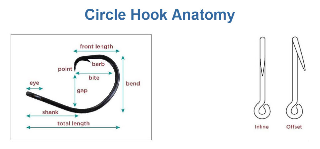 circle hook anatomy