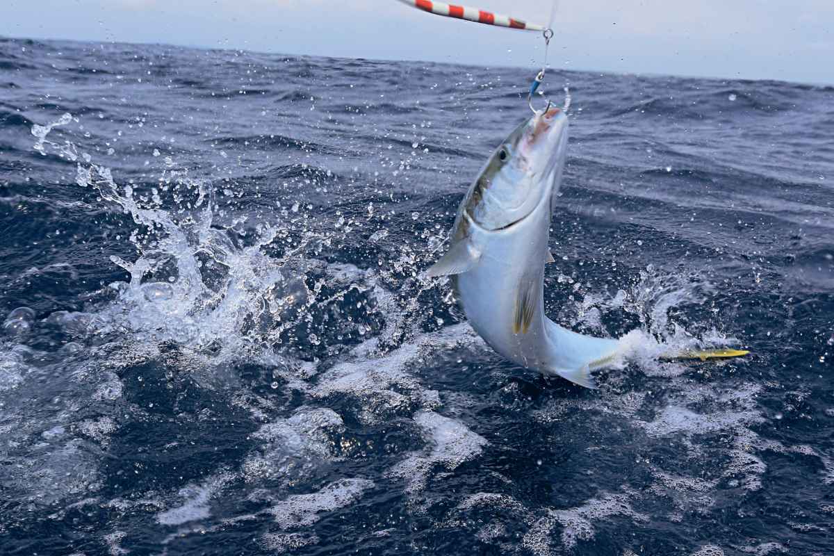 Surf Fishing Hook Size: What You Need to Know to Catch the Big One